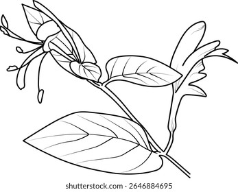 honeysuckle flower coloring pages, honeysuckle flower drawing, flower cluster drawing, Cute flower coloring pages, illustration vector art, black honeysuckle flowers tattoo, anti-stress coloring page 