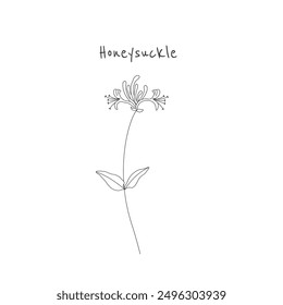 Honeysuckle flower with leaves and stem. Hand drawn honeysuckle branch illustration