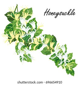 Honeysuckle (Lonicera  japonica). Hand drawn realistic vector illustration of honeysuckle branch with flowers isolated on white background.