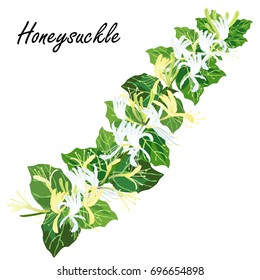 Honeysuckle (Lonicera  japonica, woodbine). Hand drawn realistic vector illustration of honeysuckle bine with flowers isolated on white background.