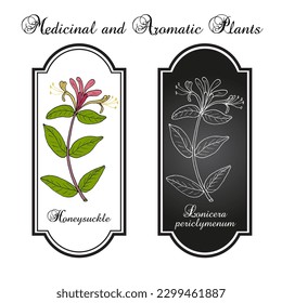 Honeysuckle (Lonicera periclymenum), or woodbine, medicinal plant. Hand drawn botanical vector illustration