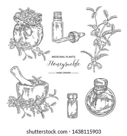 Honeysuckle plant set. Flowers and berries. Lonicera japonica. Medical plants hand drawn. Vector botanical illustration. Black and white graphic.