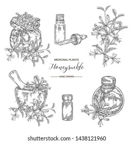 Honeysuckle plant set. Flowers and berries. Lonicera japonica. Medical plants hand drawn. Vector botanical illustration. Black and white graphic.