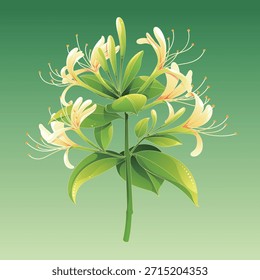 Honeysuckle Vektorgrafik Kräutermaterial