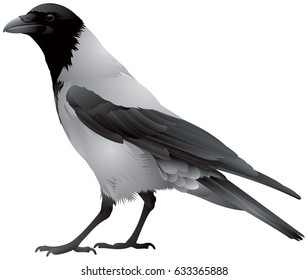 Hooded crow bird, also known locally as Scotch crow, Danish crow, grey crow 