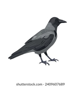 Hooded crow bird. Vector illustration isolated on a white background in realistic style