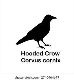 Hooded Crow (Corvus cornix) Silhouette – Black Bird Vector Illustration Isolated on White Background