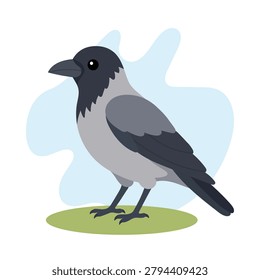 Hooded crow in flat wildlife style. Hooded crow illustration featuring Corvus cornix, intelligent corvid bird for learning use.