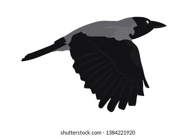 Hooded crow in flight. Cartoon vector illustration.