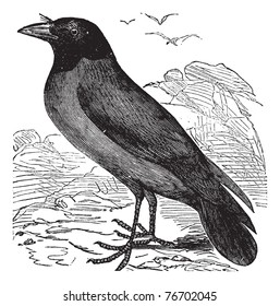 Hooded Crow or Hoodiecrow or Corvus cornix, vintage engraving. Old engraved illustration of a Hooded Crow. Trousset Encyclopedia