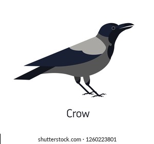 Hooded crow isolated on white background. Smart synanthrope bird with grey plumage. Funny wild avian species living in city. Modern colorful vector illustration in trendy flat geometric style.