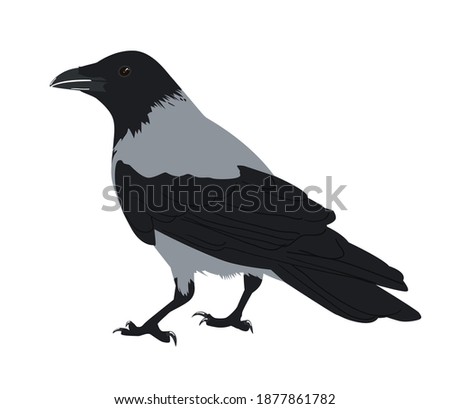 Hooded crow with open beak. Vector illustration