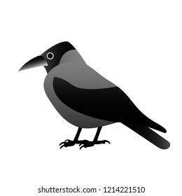 Hooded Crow Sitting Isolated On White Stock Vector (Royalty Free ...