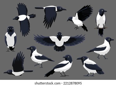 Hooded Crow Various Poses Cute Cartoon Vector Illustration