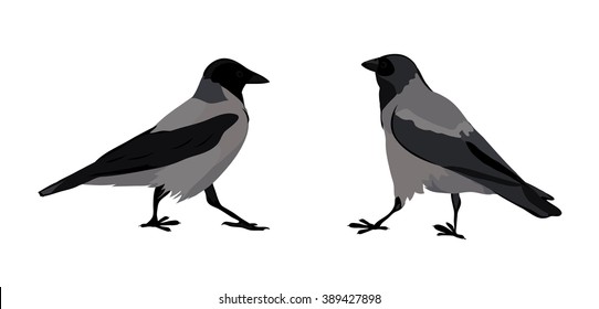 hooded crows. vector isolated images