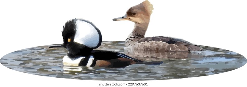 Hooded Merganser (Lophodytes cucullatus) North American Duck Isolated