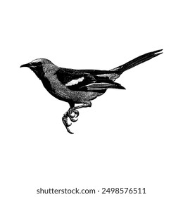 Vector de dibujo a mano Oriole con capucha aislado sobre fondo blanco.