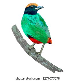 Hooded pitta. Bird  of bright color living in Asia in various types of forests, plantations and other cultivated land.