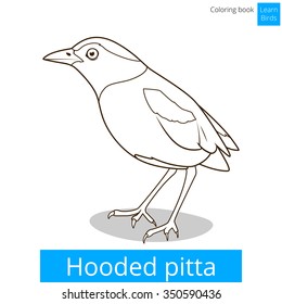 Hooded pitta bird learn birds educational game coloring book vector illustration