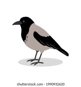 Hoodie isolated on a white background. Crow standing. City birds. Vector flat illustration.