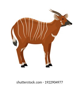 Hoofed animal with horns. Cartoon symbol of hunting, exotic beast of wildlife, vector illustration of eastern bongo isolated on white background