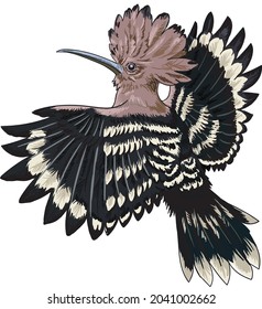 hoopeo bird, rare birds collection, art.illustration, vector