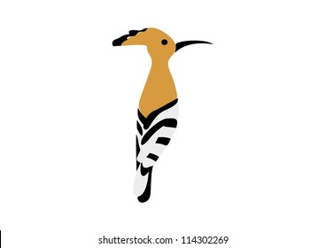 Hoopoe