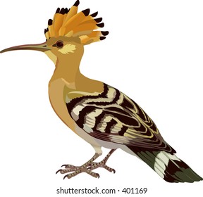 hoopoe