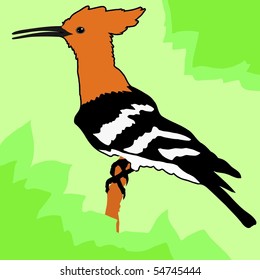 hoopoe