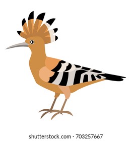 hoopoe