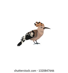hoopoe bird cartoon vector on a white background