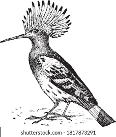 Hoopoe bird, From the Dictionary of Word and Things, 1888.