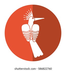 hoopoe bird exotic shadow