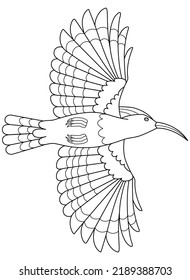 Hoopoe, bird in flight, bottom view - vector linear picture for coloring. Outline. Eurasian hoopoe, pied bird with crest for coloring book