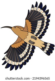 Hoopoe, bird in flight, bottom view - vector full color image. Eurasian hoopoe, a variegated crested bird