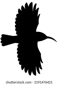 Hoopoe, bird in flight - vector silhouette picture for logo or pictogram. Hoopoe, bird for sign or icon