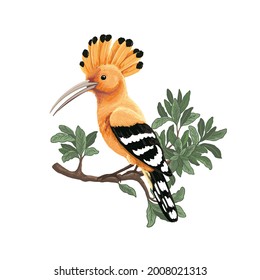 hoopoe bird. Hand drawn digital vector illustration