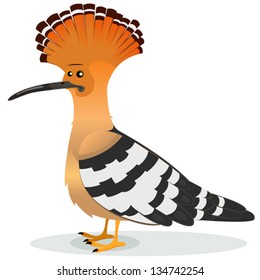 Hoopoe Bird Illustration of a cartoon funny elegant hoopoe bird male character, real famous country species with orange, white and black feather and its famous crest and long thin beak