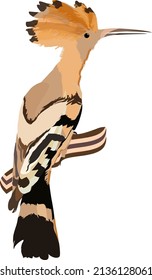 Hoopoe bird, illustration, vector on a white background.