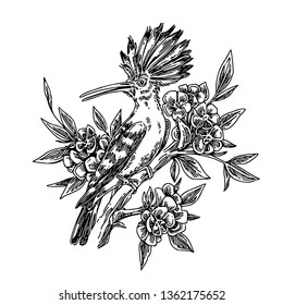 Hoopoe bird sitting on flowering branch. Sketch. Engraving style. Vector illustration.