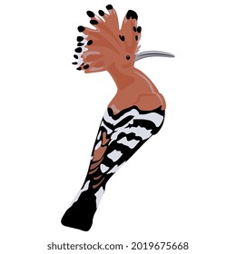 Hoopoe bird. Upupa epops. Isolated vector illustration.