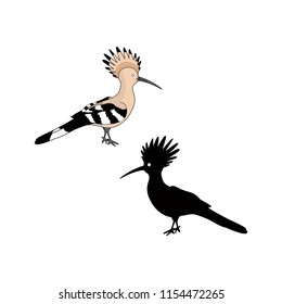 hoopoe bird vector illustration flat style 