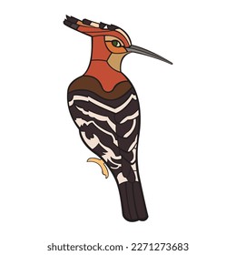 Hoopoe Bird. Vector illustration isolated on white background.