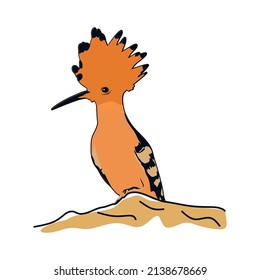 Hoopoe bird vector (Upupa epops). Hoopoe bird artistic illustration. Hand drawn vector illustration on white background.