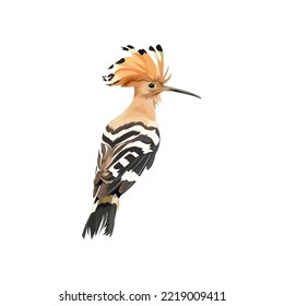 Hoopoe Eurasia bird vector illustration