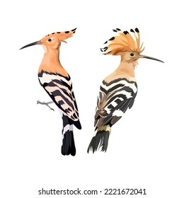 Hoopoe Eurasia bird vector illustration