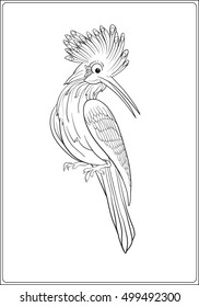 Hoopoe. Outline drawing.