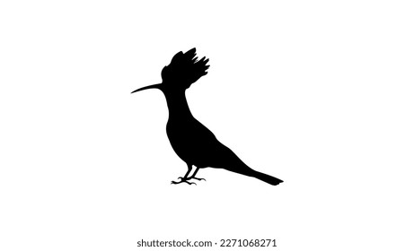 Hoopoe silhouette, high quality vector