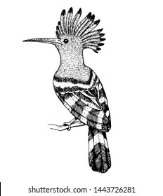 1,839 Hoopoe Stock Vectors, Images & Vector Art | Shutterstock