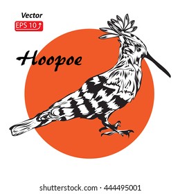 Hoopoe (Upupa epops). Hand drawn sketch tattoo black and white bird orange sun isolated on white background. vector illustration 